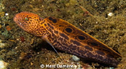 A Juevenille Wolf Eel just coming out of its den saw that... by Marc Damant 